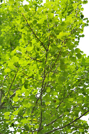 populus trichocarpa 1 graphic